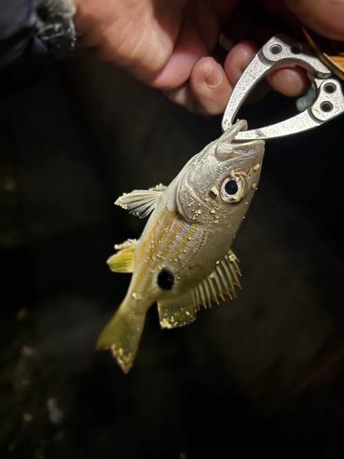 沖縄パックロッド愛好家（仮）:Ryobi Dyna Fish SC505